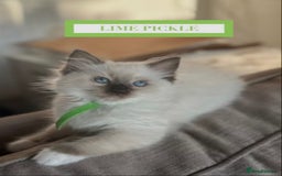 Munchkin cats for sale: Munchkin kittens - Image 11