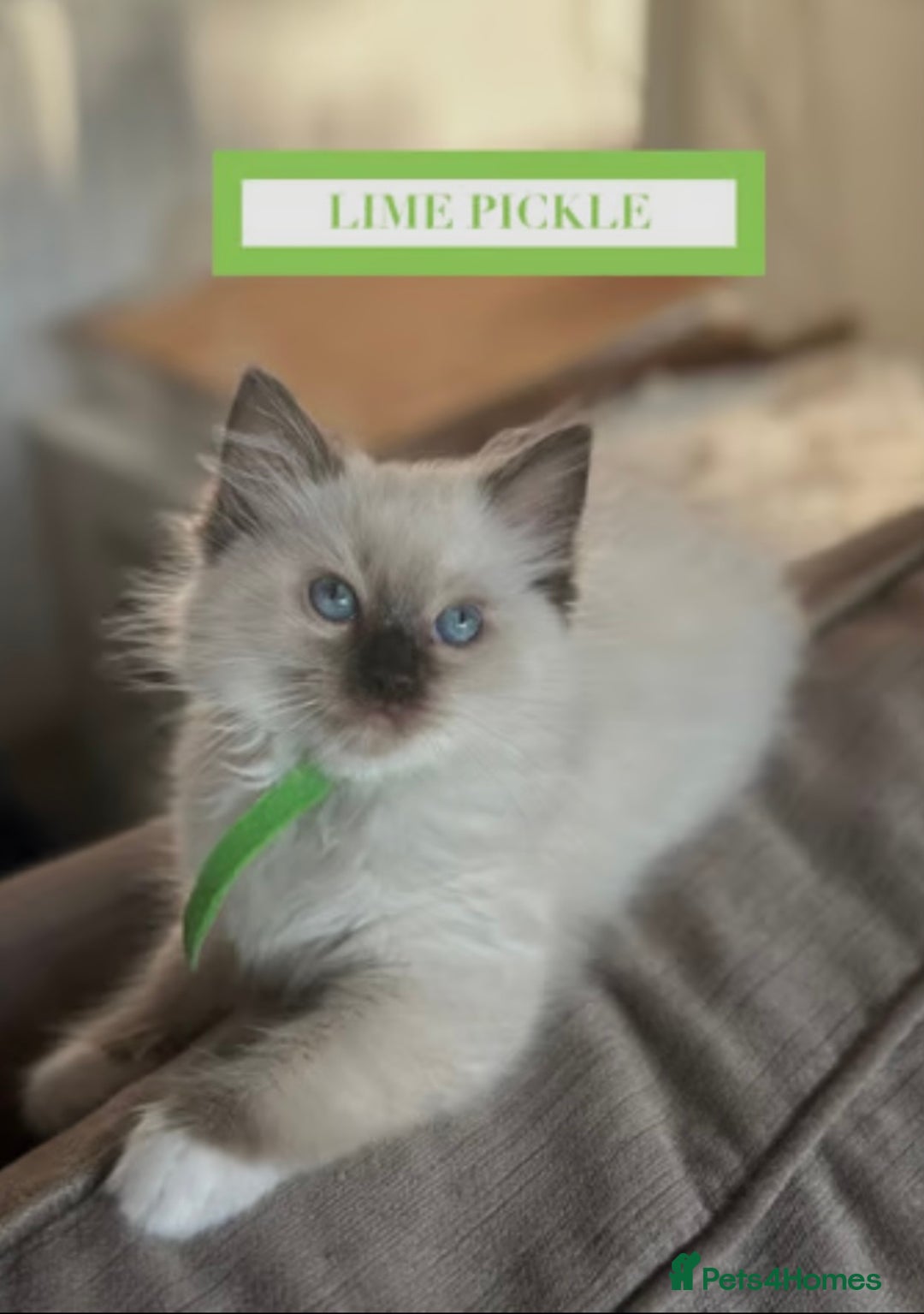 Munchkin cats for sale: Munchkin kittens - Image 11