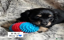 Miniature Dachshund dogs for sale: LONGHAIRED MINIATURE CREAM PUPPIES🐾🩵 - Image 9