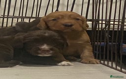 Cocker Spaniel dogs for sale: Cocker spaniel pups  - Advert 8