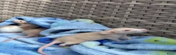Rat rodents for sale: Beautiful baby boys in Romford - Advert 7