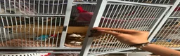 Rat rodents for sale: 2 male rats with cage and accessories  in Harleston - Advert 7