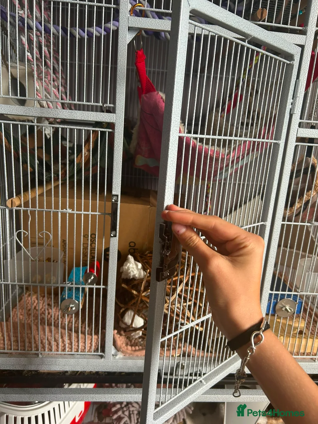 Rat rodents for sale: 2 male rats with cage and accessories  in Harleston - Advert 7