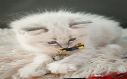 Ragdoll cats for sale: Gorgeous Snow Leocats: RagdollxSiberianxHimalayan! - Image 5