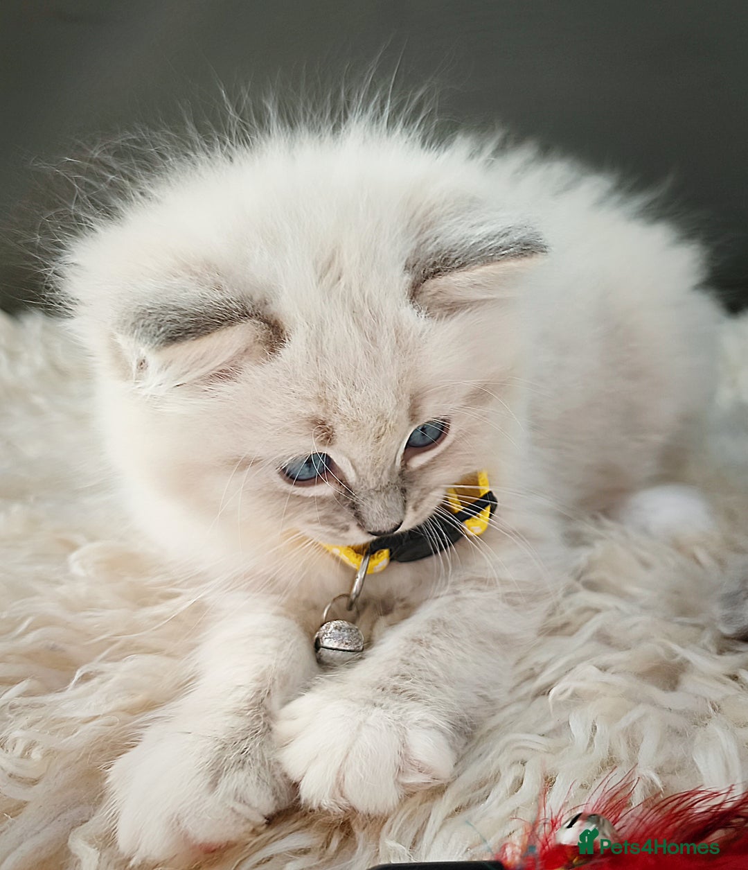 Ragdoll cats for sale: Gorgeous Snow Leocats: RagdollxSiberianxHimalayan! - Image 5