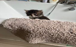 Mixed Breed cats for sale: British short/long hair x kittens ready to go  - Image 9