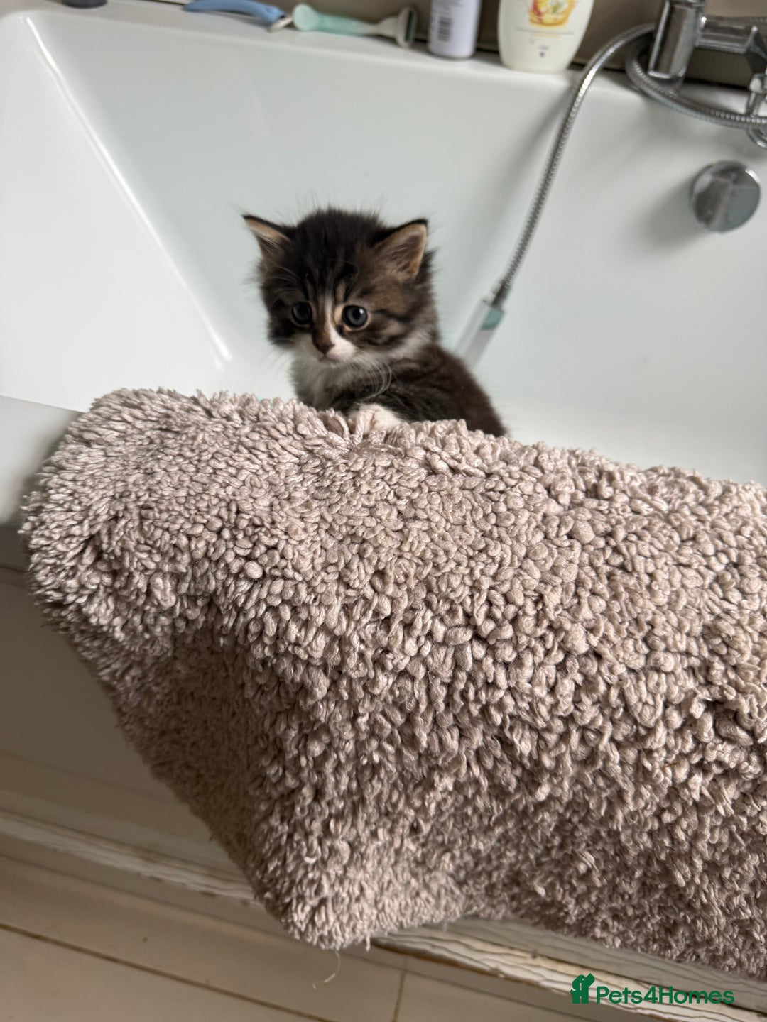 Mixed Breed cats for sale: British short/long hair x kittens ready to go  - Image 9