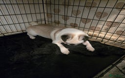 Pug dogs for sale: 1 female panda pug  - Image 14