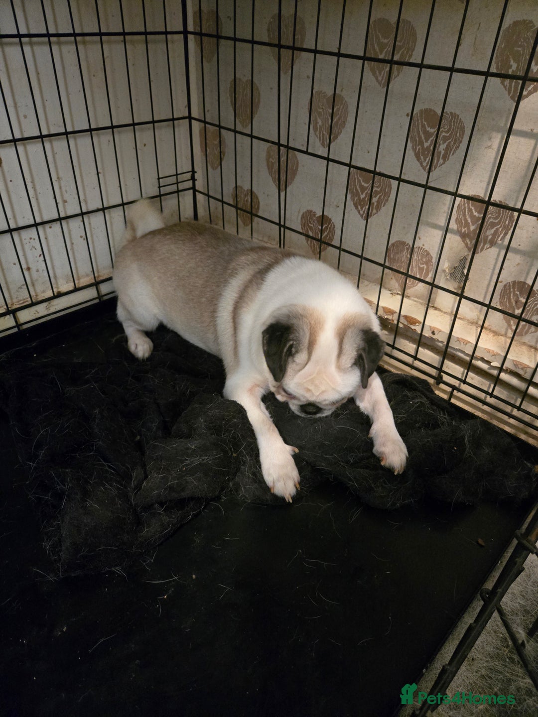 Pug dogs for sale: 1 female panda pug  - Image 14