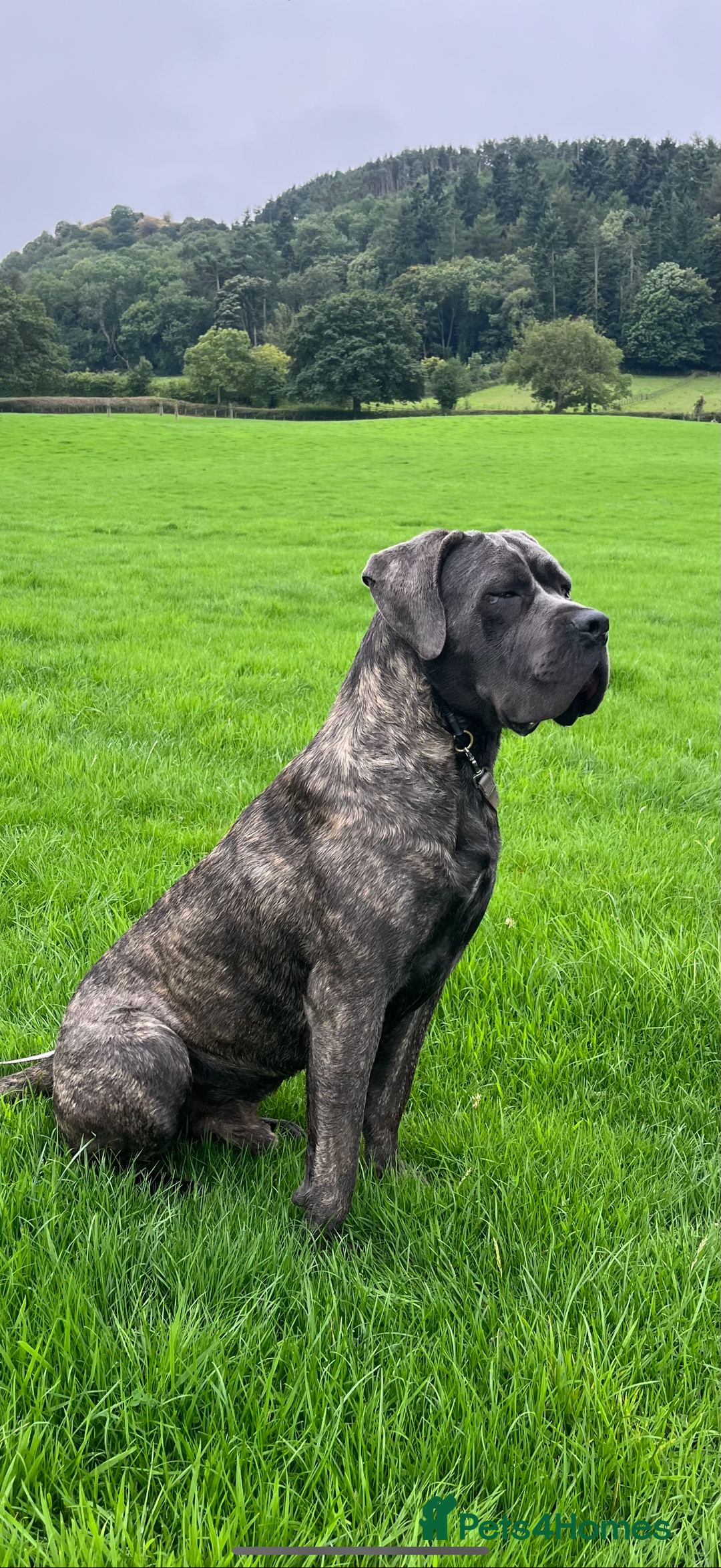 Cane Corso dogs for sale: Beautiful 2-Year-Old Cane Corso Loving & Trained - Image 1
