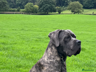 Cane Corso dogs - Advert 11