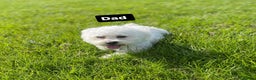 Bichon Frise dogs for sale: Bichon Frise Puppies  - Advert 15