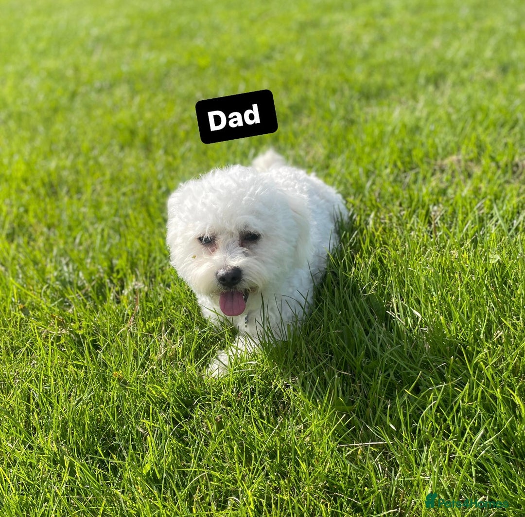 Bichon Frise dogs for sale: Bichon Frise Puppies  - Advert 15