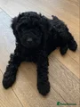 Cockapoo Puppy 1