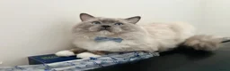 Ragdoll cats for stud: GCCF-TICA Championshipline our amazing stud - Advert 1