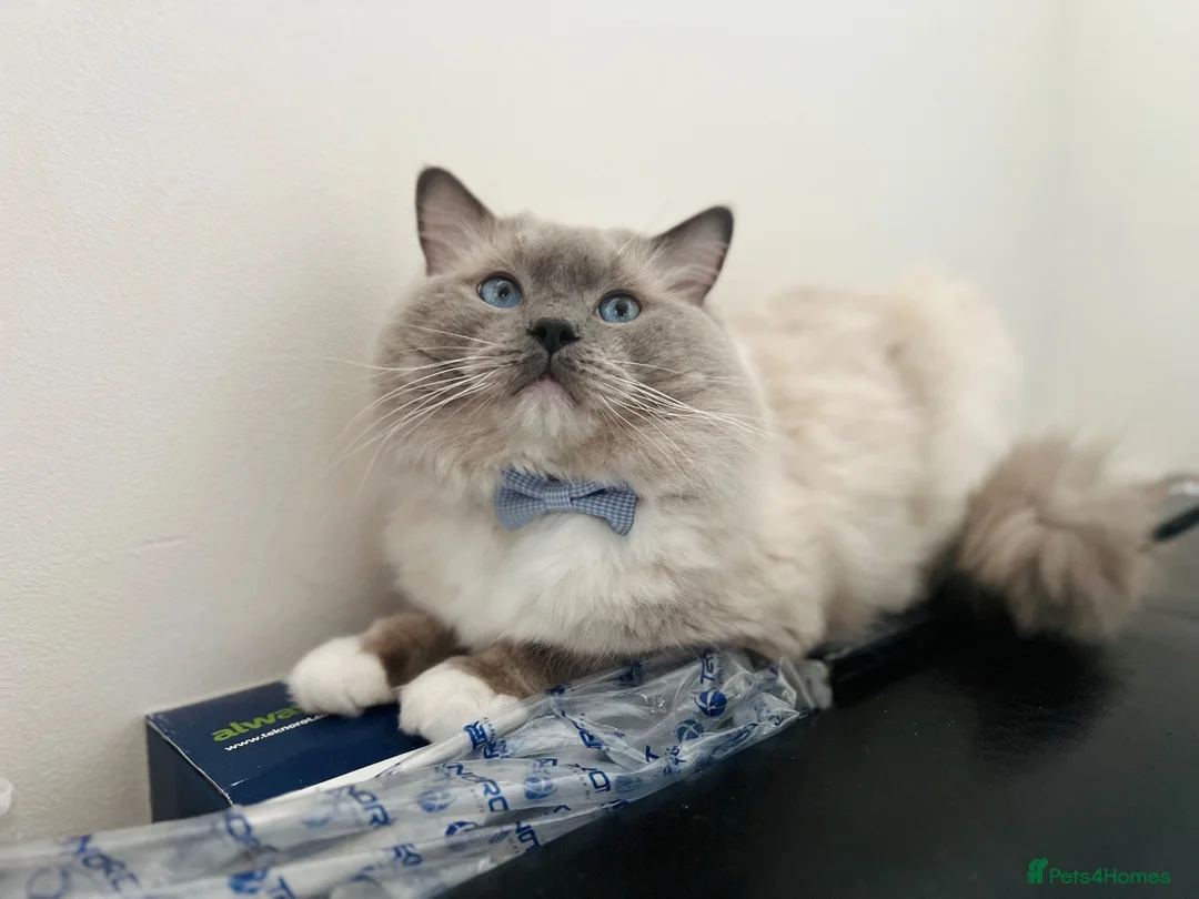 Ragdoll cats for stud: GCCF-TICA Championshipline our amazing stud - Advert 1