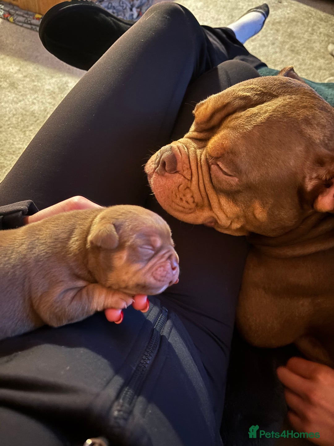 American Bully dogs for sale: 💙🐾 2 Stunning American Pocket Bully Puppies 🐾💙 - Advert 7
