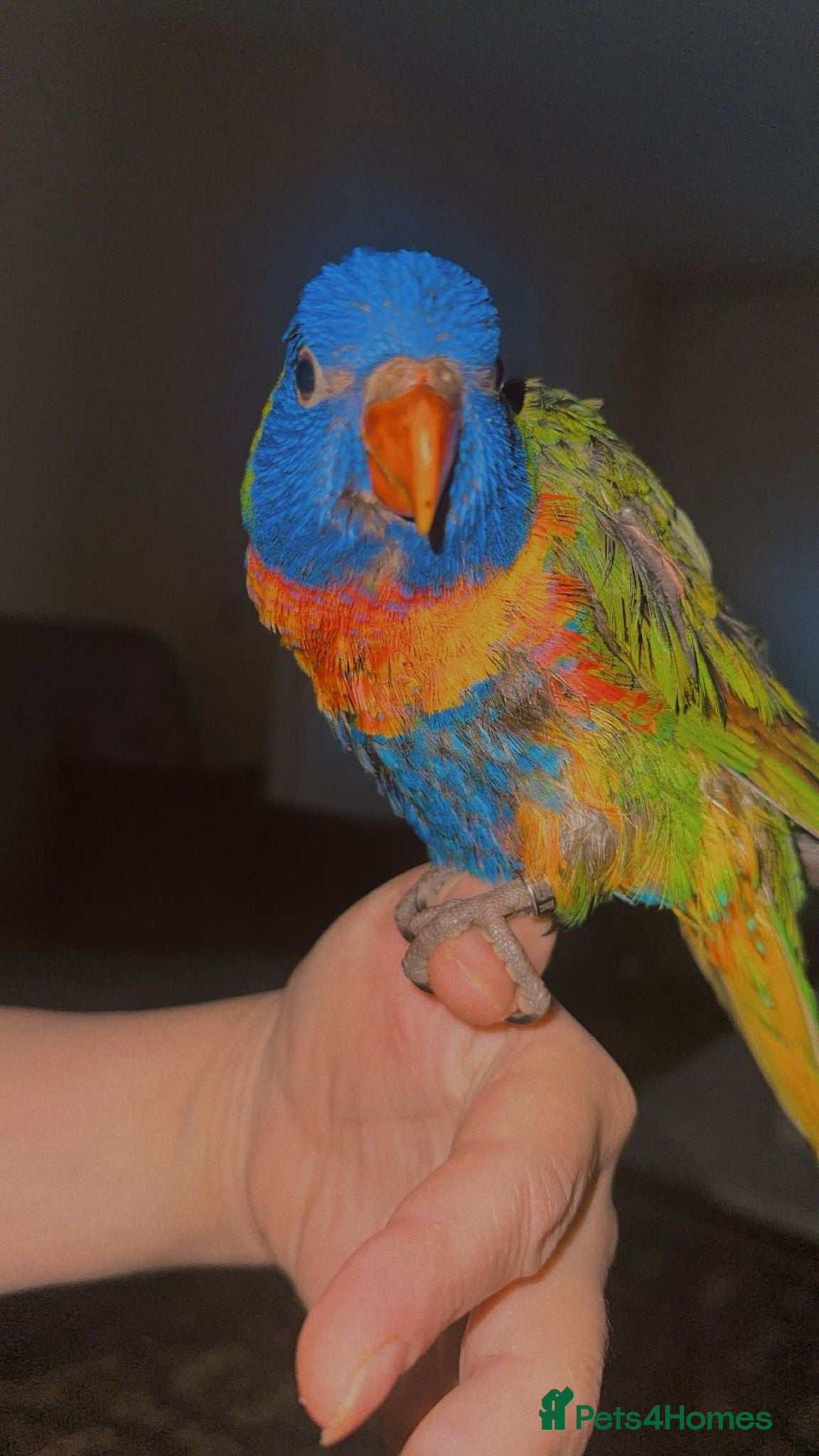 Lorikeets birds Beautiful Baby lorikeet Fully tame Dewsbury  - Advert 1