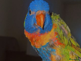 Lorikeets birds Beautiful Baby lorikeet Fully tame Dewsbury - Advert 1