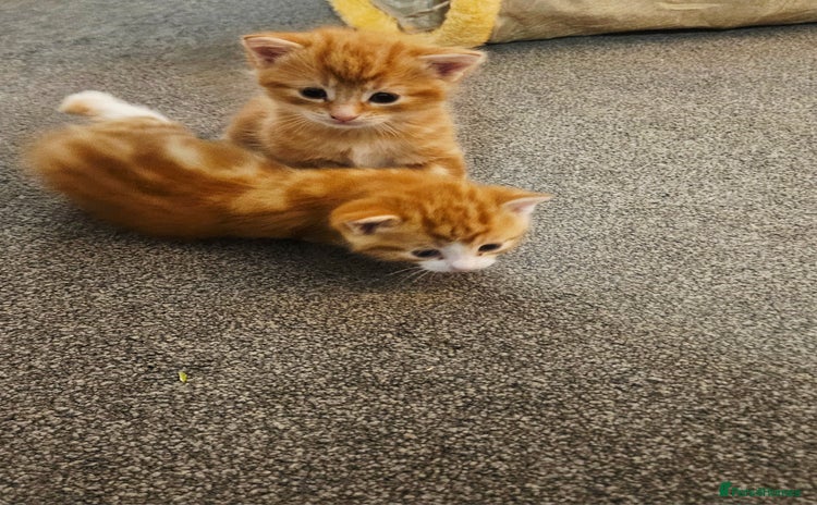 Mixed Breed cats - Advert 1