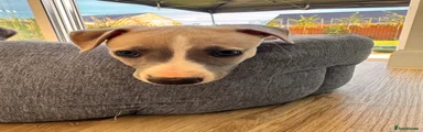 Whippet 1