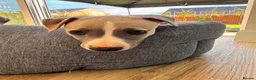 Whippet dogs for sale: KC Registered Whippets  in Huntingdon - Advert 8
