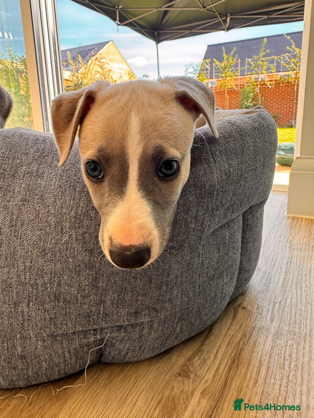 Whippet dogs for sale: KC Registered Whippets  in Huntingdon - Advert 8