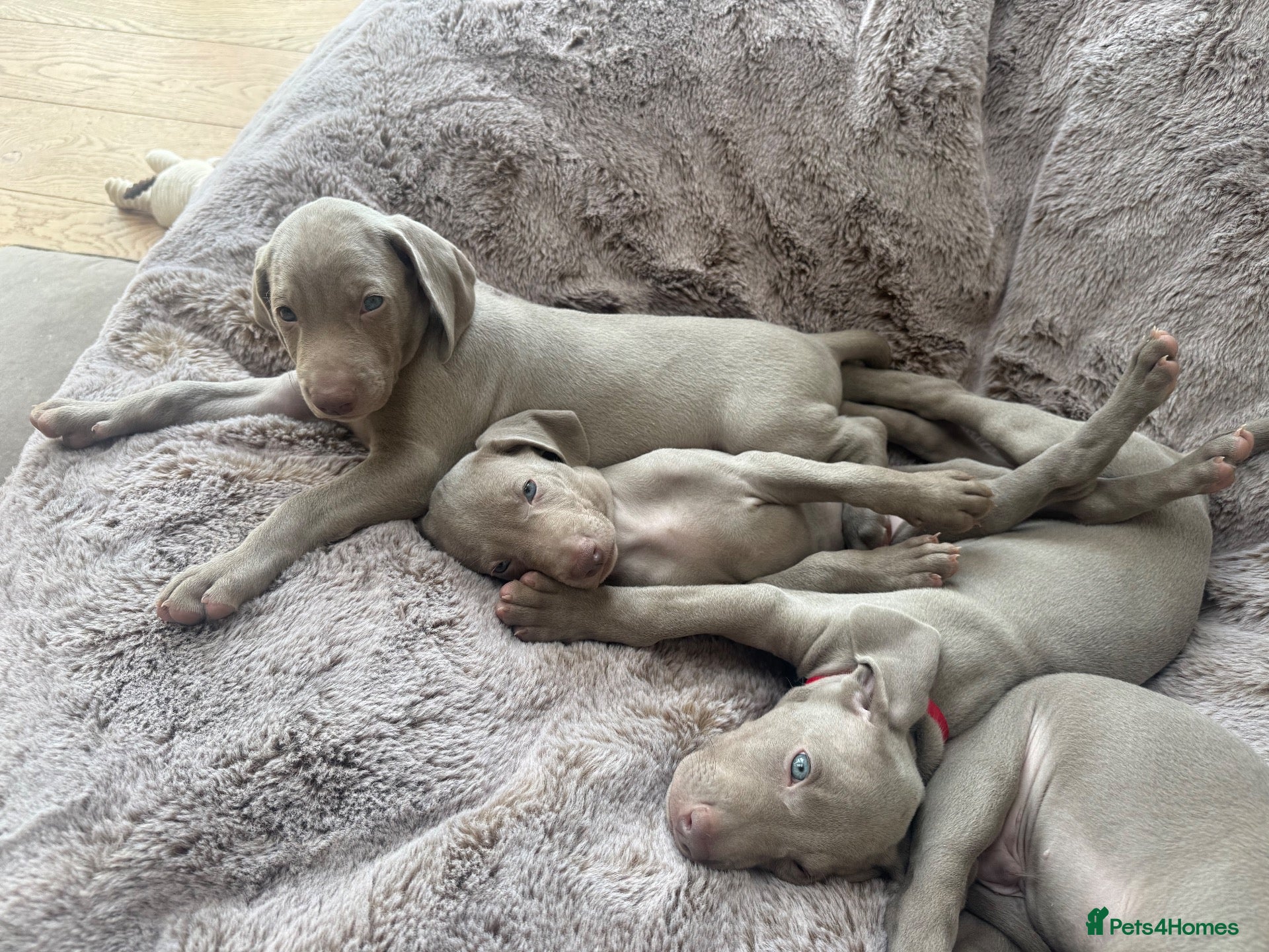 Weimaraner dogs Superb Gunalt Bloodlines & Excellent Temperament - Advert 2