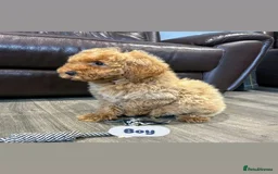 Cavapoo dogs for sale: Adorable Cavapoos ready for their new families 🐾 - Image 26