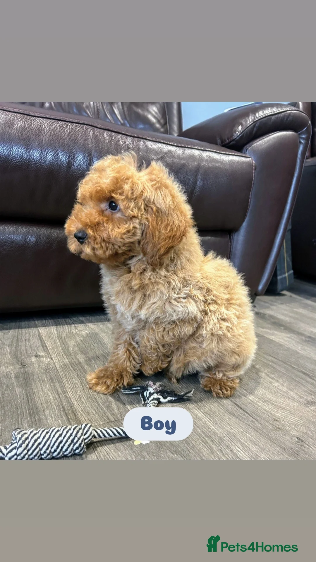 Cavapoo dogs for sale: Adorable Cavapoos ready for their new families 🐾 - Image 26