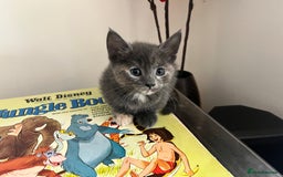 British Longhair cats for sale: British blue cross. 2 females left - Image 1