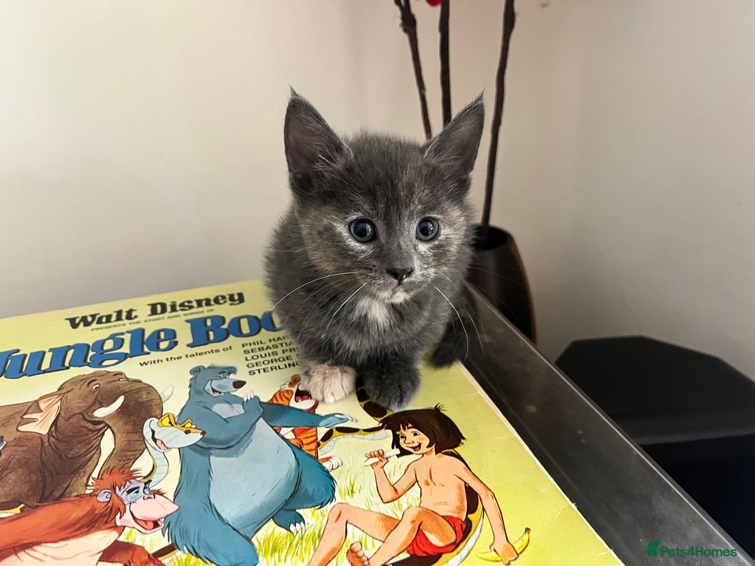 British Longhair cats for sale: British blue cross. 2 females left - Image 1