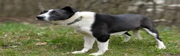 Mixed Breed dogs for adoption: ❤️🐶 RIABA – THE COMPANION EVERY FAMILY DREAMS OF in Burton-on-Trent - Advert 14