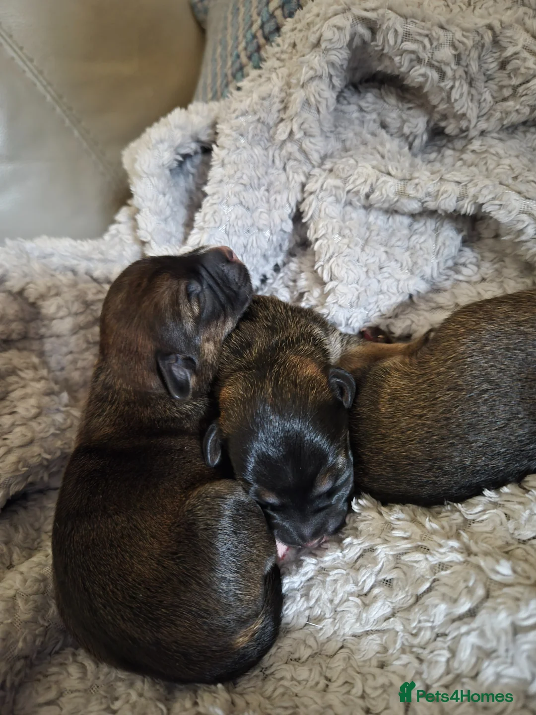 Mixed Breed dogs for sale: Jackrussles border  - Advert 2