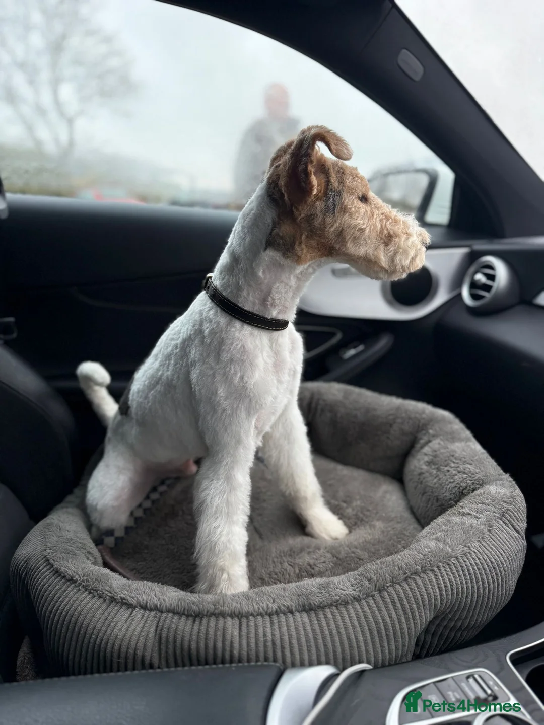 Fox Terrier dogs for sale: Fox Terrier Puppy 9 Months - Loving Home Only - Advert 2