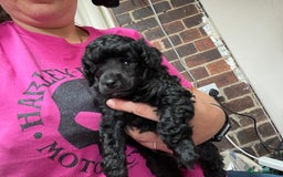 Toy Poodle dogs for sale: Gorgeous KC Toy Poodle Puppies 1 Boy Available - Image 1
