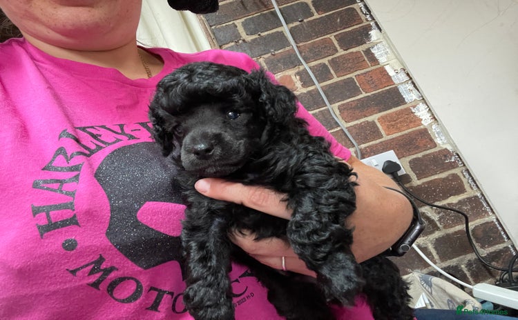 Toy Poodle dogs - Advert 2