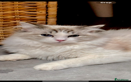 Ragdoll cats for sale: Beautiful Ragdoll kitten  - Image 7