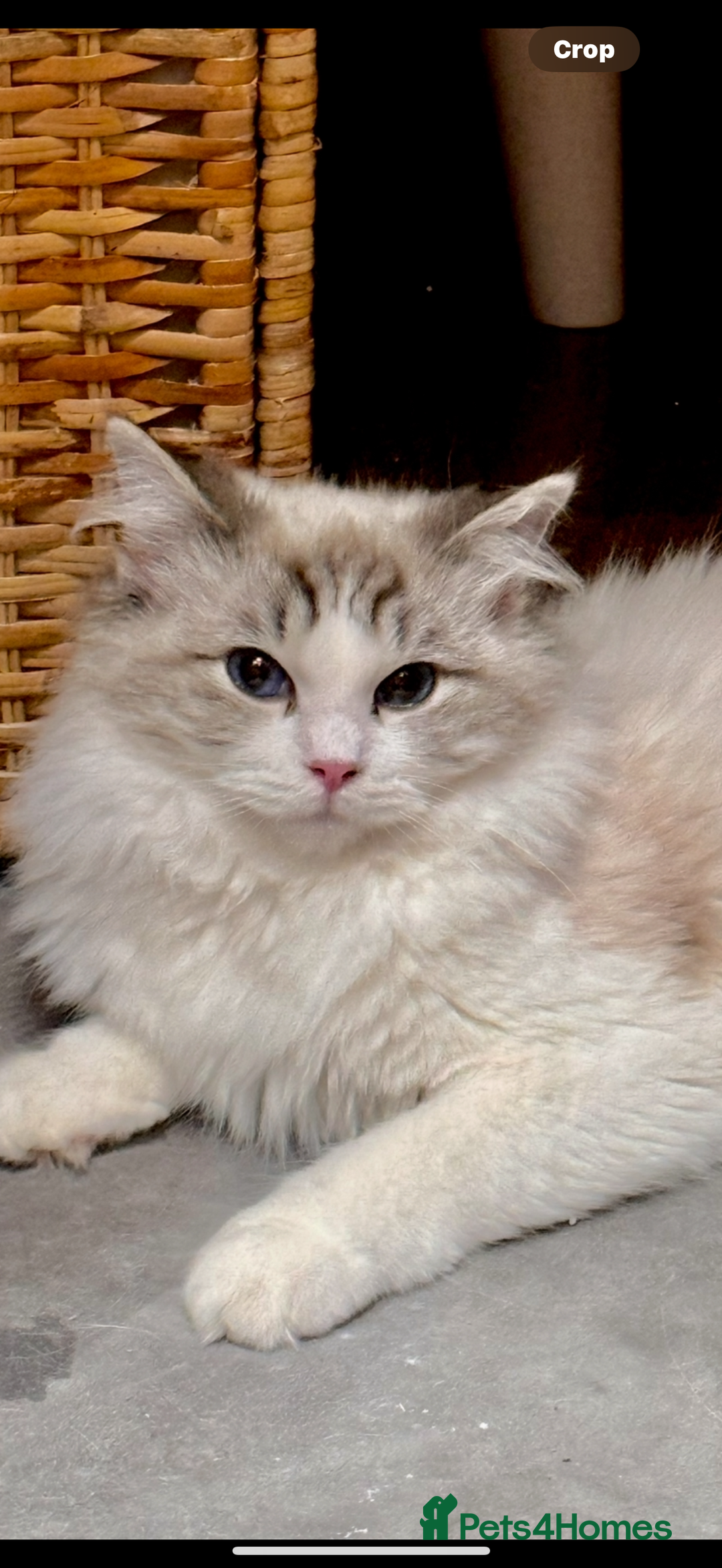 Ragdoll cats for sale: Beautiful Ragdoll kitten  - Image 7