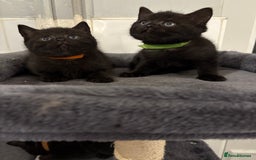 Mixed Breed cats for sale: British Shorthair X - Image 7