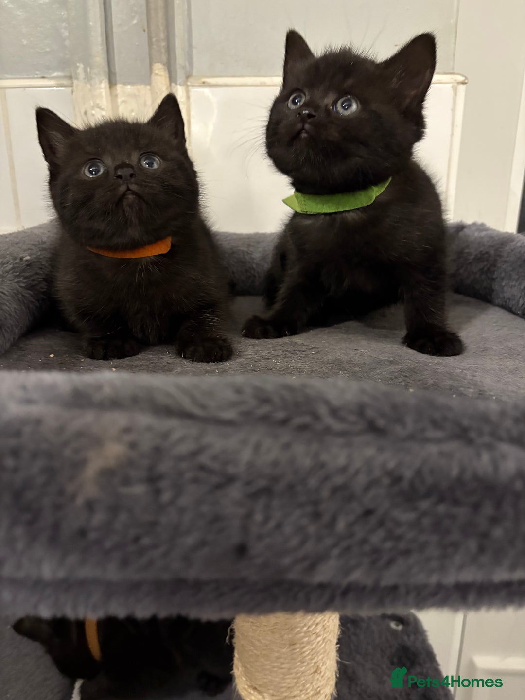 Mixed Breed cats for sale: British Shorthair X - Image 7