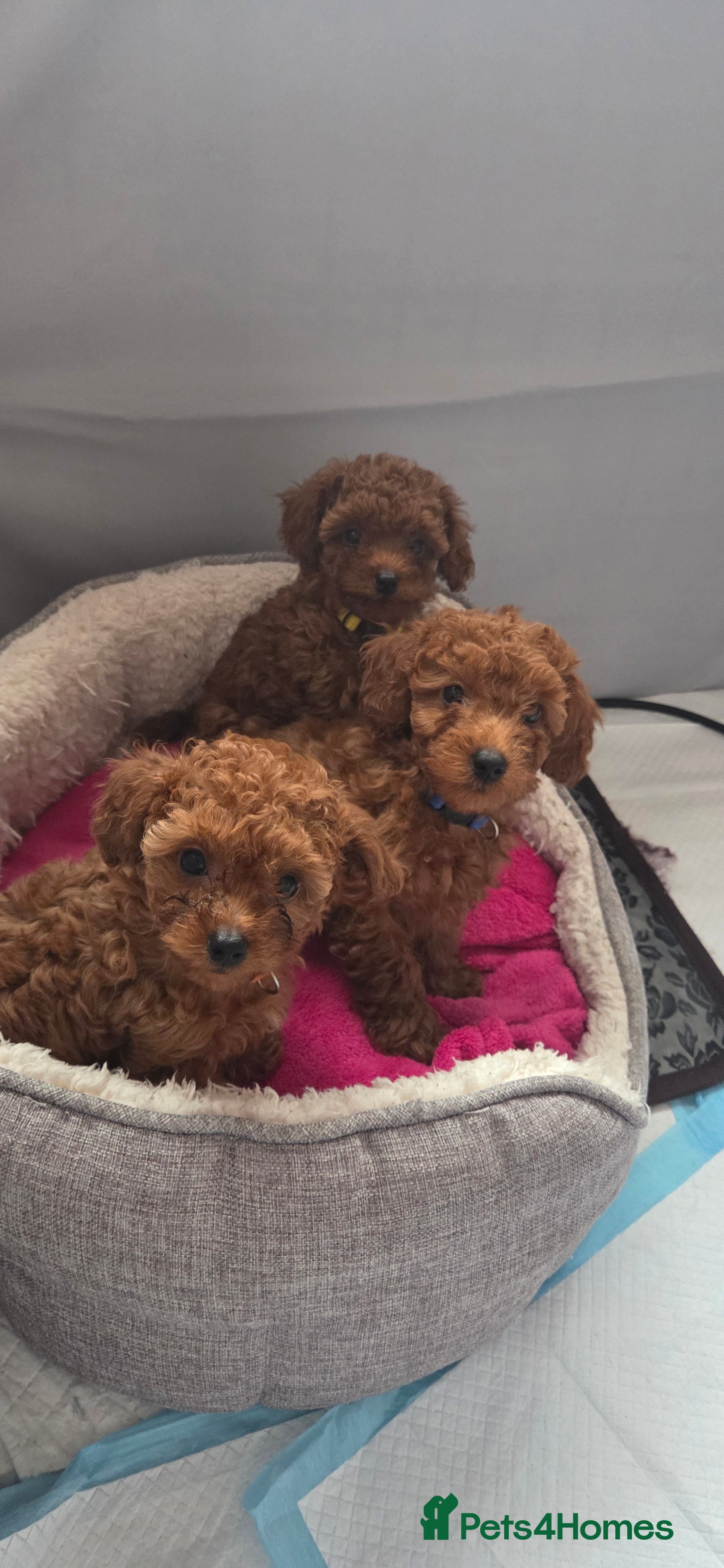 Mixed Breed dogs Toy / Aisan Poodle, Red Puppies - Advert 11