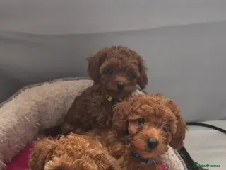 Mixed Breed dogs Toy / Aisan Poodle, Red Puppies - Advert 11