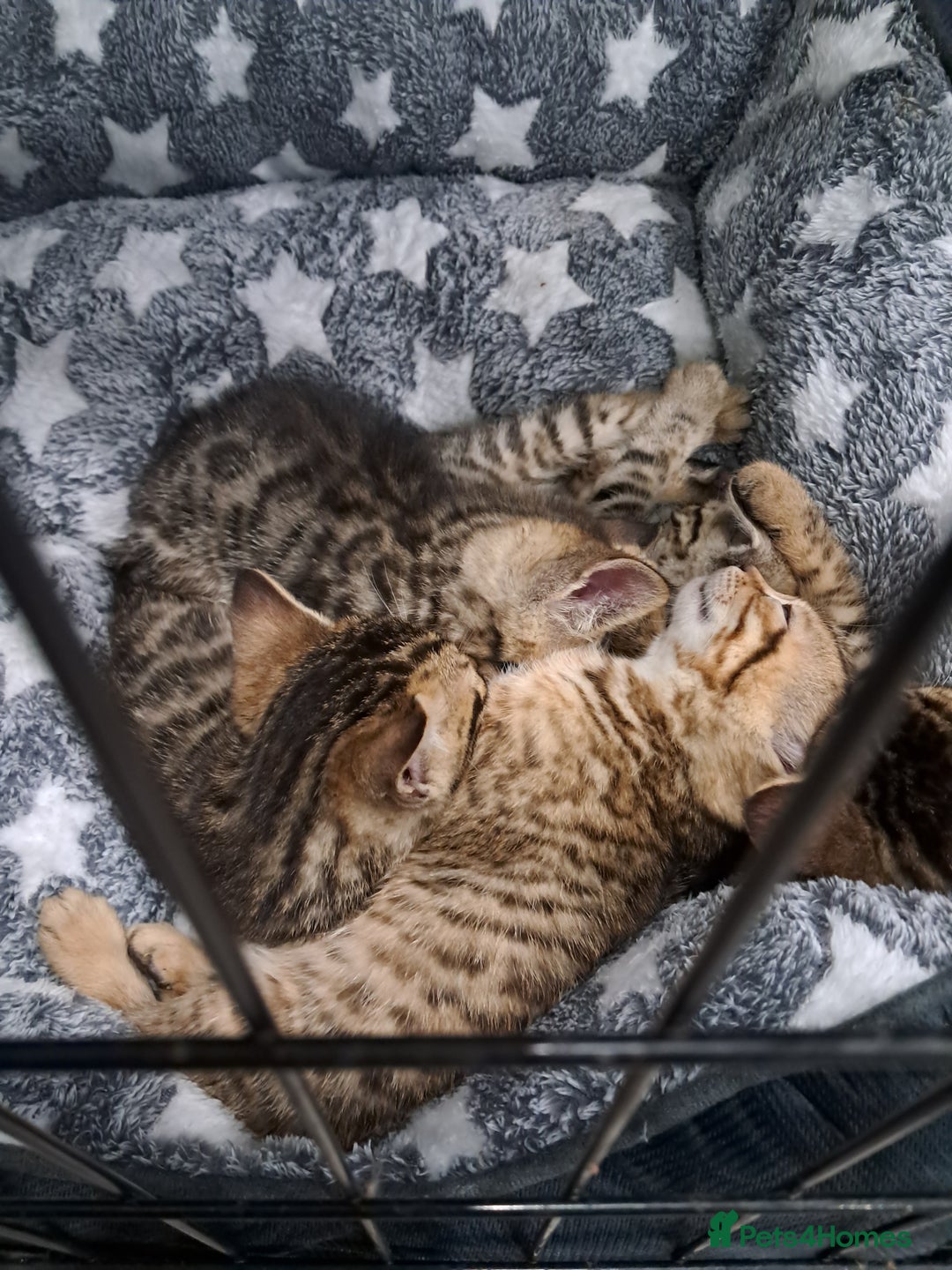 Bengal cats for sale: Half bengals - Advert 6