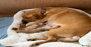 Labrador Retriever dogs - Advert 11