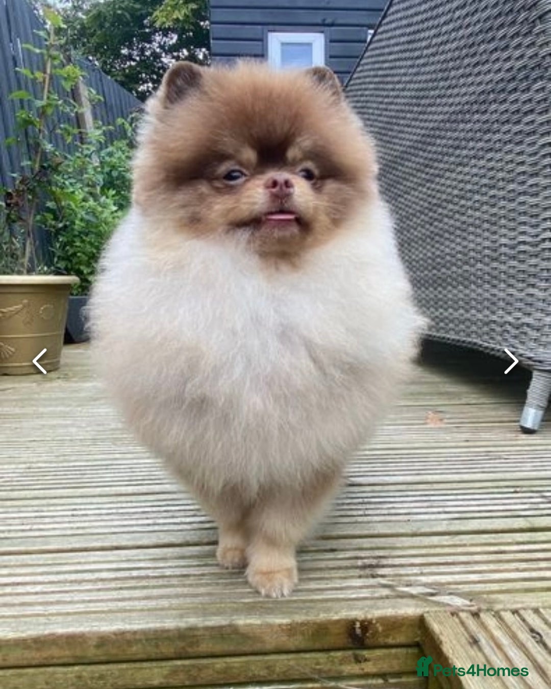 Pomeranian dogs for stud: Russian & Taiwanese  Pomeranian stud chiao li ya in Willenhall - Image 2