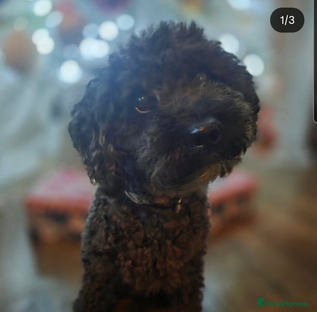 Bennie