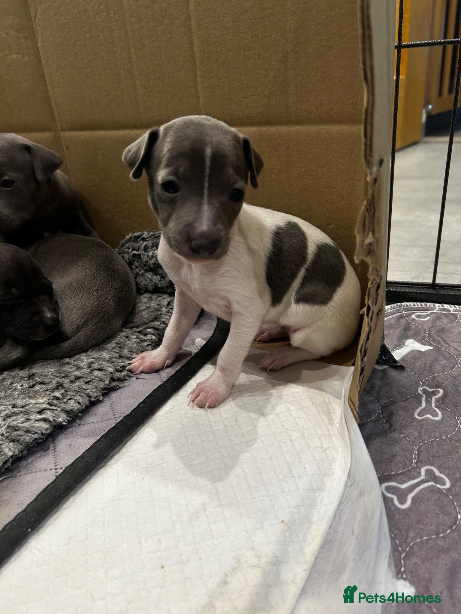 Italian Greyhound dogs for sale: Beautiful Italian greyhounds - Advert 1