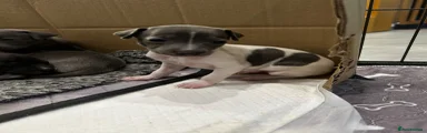 Italian Greyhound 3