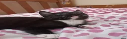 Mixed Breed cats for sale: Beautiful kittens for sale  - Advert 15